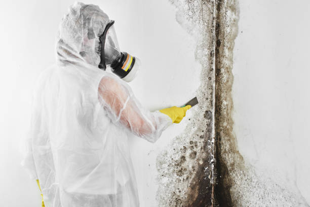 Best Black Mold Removal  in Vandercook Lake, MI