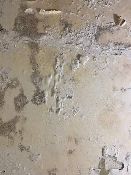 Best Best Mold Removal Companies  in Vandercook Lake, MI