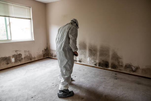 Trusted Vandercook Lake, MI Mold Removal Experts