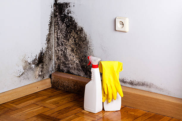 Best Mold Damage Repair  in Vandercook Lake, MI