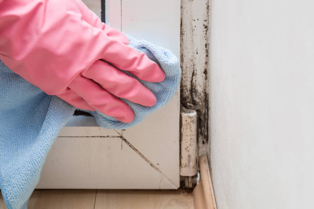 Home Mold Removal in Vandercook Lake, MI